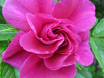 Hansa в горшке 4 л