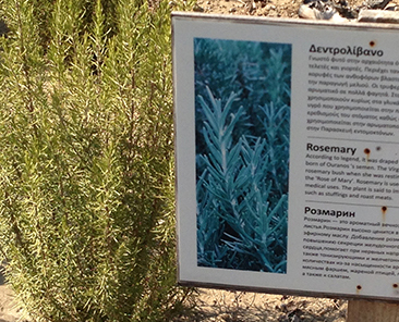 Розмарин Нежность в горшке R10