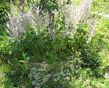 Шалфей мускатный Вознесенский в горшке R10