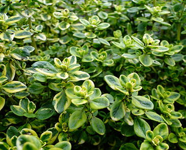 Тимьян Лимонный в горшке R10