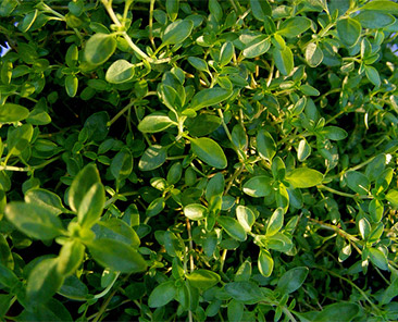 Тимьян овощной Медок в горшке R10