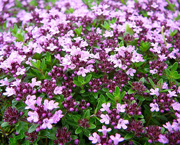 Тимьян Золушка в горшке R10