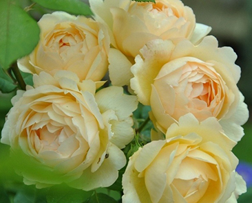 Wollerton Old Hall (Austin) в горшке 4,0 л