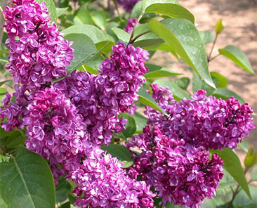 Сирень об. Charles Joly ОКС