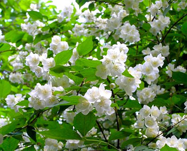 Чубушник Coronaris ОКС