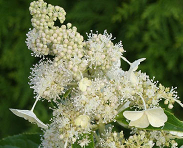 Гортензия Kyushu ОКС