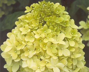 Гортензия Limelight ОКС