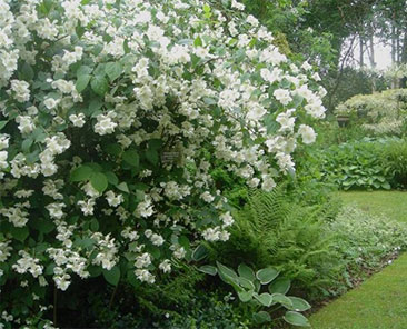 Чубушник венечный Lemoinei в горшке 5-7 литров