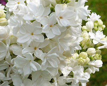 Сирень об. Madame Lemoine ОКС