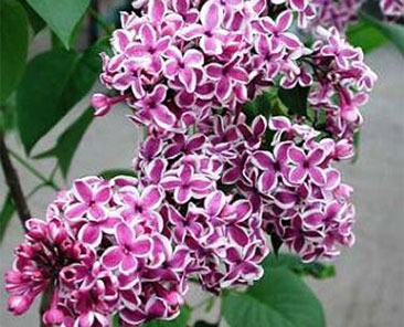 Сирень об. Sensation ОКС