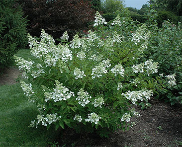 Гортензия Unique ОКС