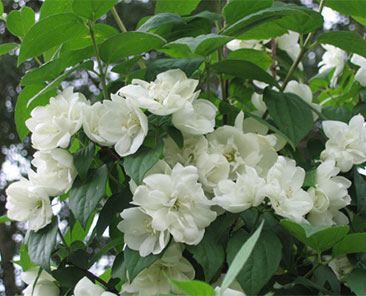 Чубушник венечный Virginal ОКС