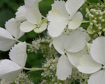 Гортензия White Lady ОКС