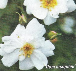 Роза Полстьярнен