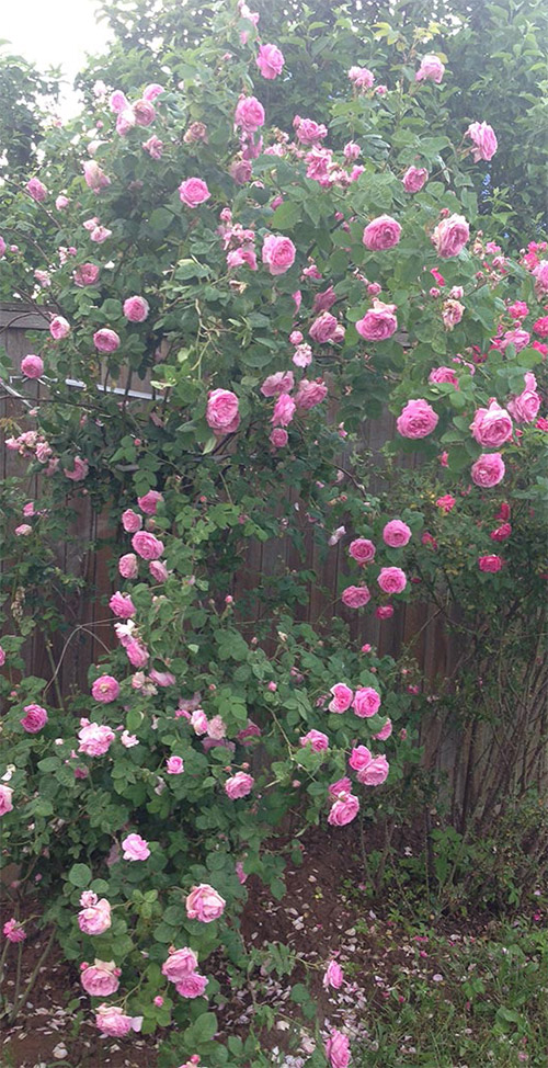 Куст с розами в саду