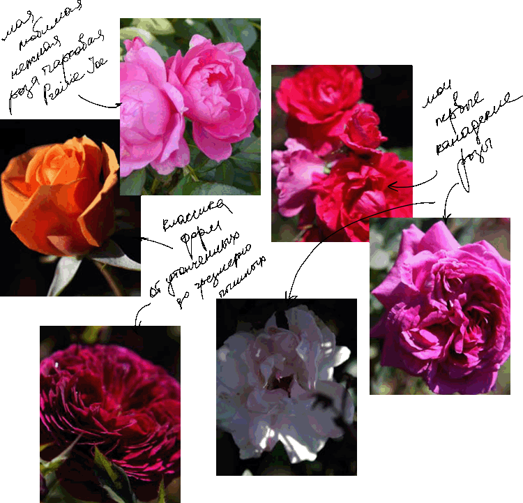 Классические формы роз
