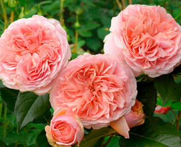 Charles Austin (Austin) в горшке 7 литров