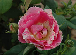 Роза Claude Monet