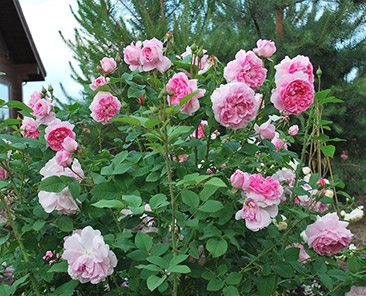 Cottage Rose (Austin) в горшке 7 литров