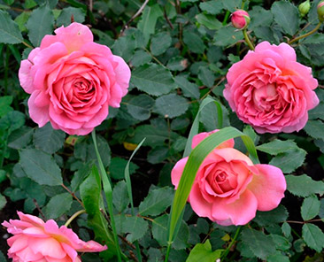 Jubilee Celebration в горшке 4 л (поставка май 2018)