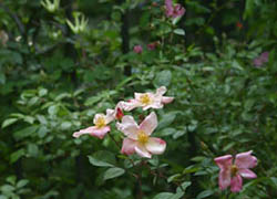 Роза Mutabilis