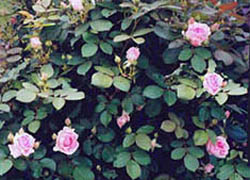 Роза Prairie Joy 1990