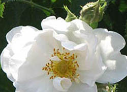 Роза альба семи-плена (Alba Semi-Plena)