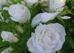 Роза Blanc Double de Coubert