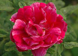 Роза «Роза Мунди»