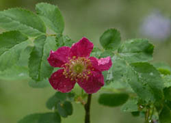 Роза Rosa pendulina