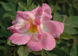 Гибрид розы моэзии (Hubrid Moyesii)