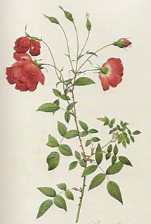Боурсальтовые розы (Boursault)